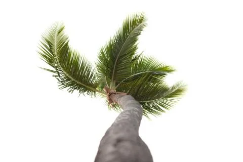 Palm Stock Photos