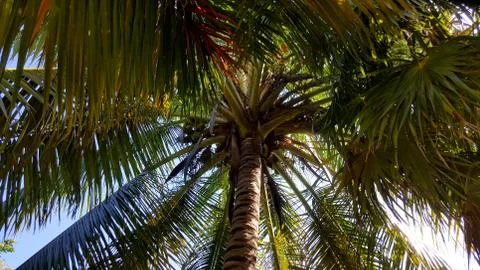 The palm Stock Photos