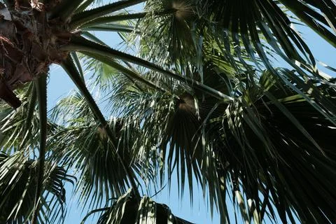 Palm Stock Photos