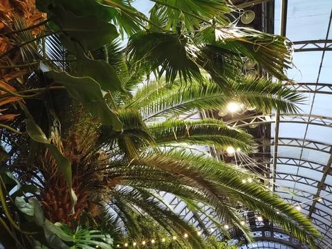 Palm Stock Photos
