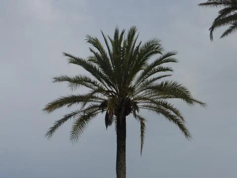 This is the palm Stock Photos