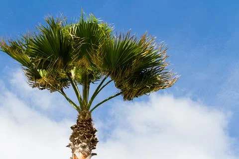 Palm Stock Photos