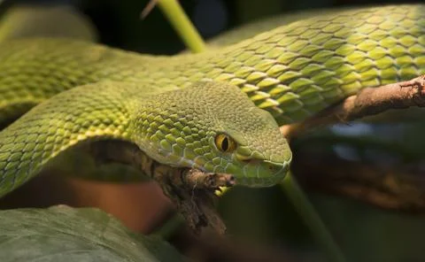 Palm Pit Viper Stock Photos