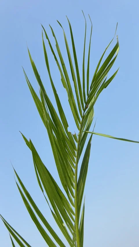 Palm plant leaf with sky background Stock Footage 291752483
