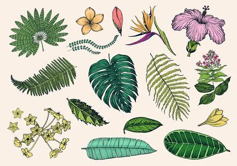 Palm plant, Strelitzia, Hibiscus, Plumeria, Medinilla, Monstera. Flowering Stock Illustration
