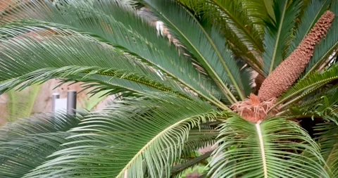 Palm Plant in Tropical Setting Stock Footage 285234939
