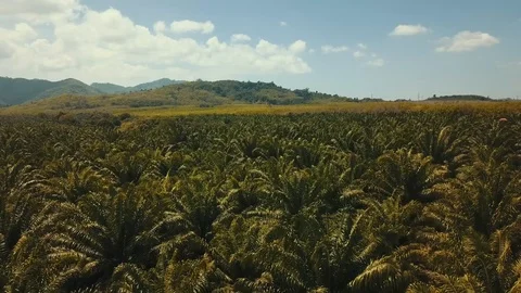 Palm Plantation Fly Stock Footage 98238899