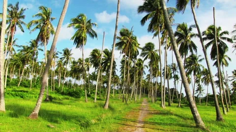 Palm Plantation Видео 61650213