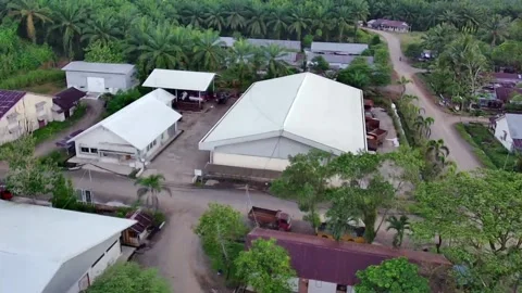 Palm plantations Video stock 239119132