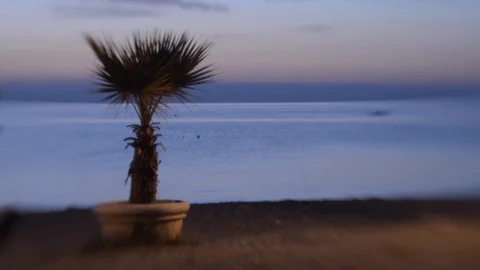 Palm planted in a pot on the beachfront in the early hours of the morning Stock Footage 95905930