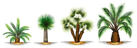 Palm plants Stock Illustration