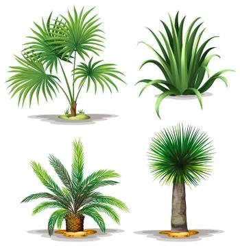 Palm plants Stock Illustration