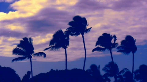  palm purple clouds Vídeos de archivo 126068