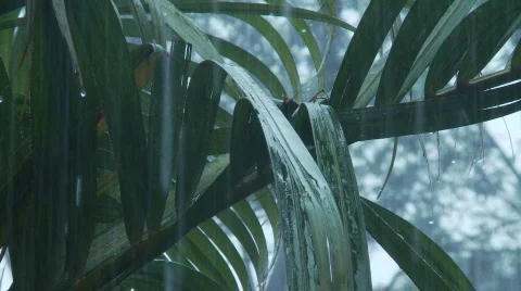 Palm rain Stock Footage 701919