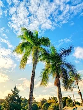 Palm Raja. Foto stock