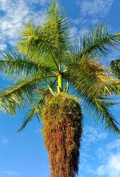 Palm Raja. 写真素材