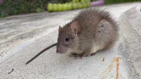 Palm Rat Up Close Stock Footage 180501927