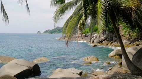 Palm on the rocky beach. 動画素材 82150002