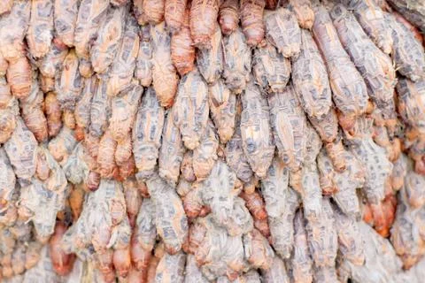 Palm root Stock Photos