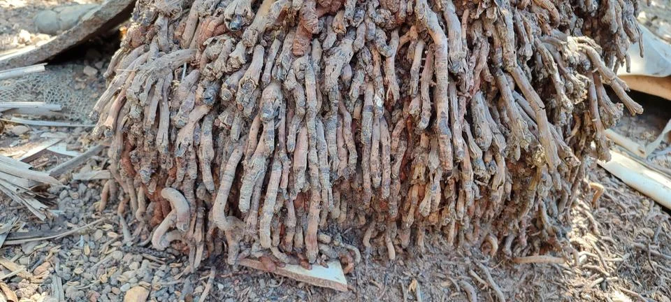 Palm root Stock Photos