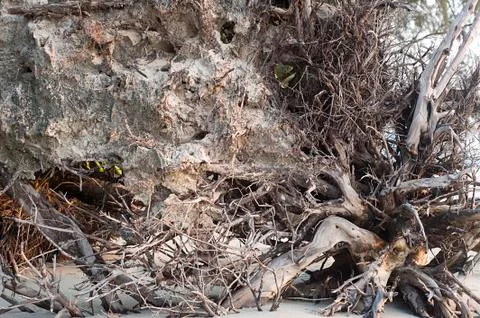 Palm roots Stock-Fotos