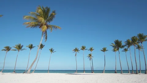 Palm row. Blue sky. White sand. Stock Footage 110504646