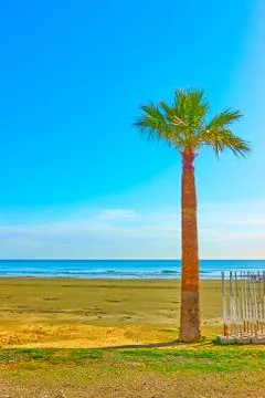 Palm on a sandy beach Stock Photos