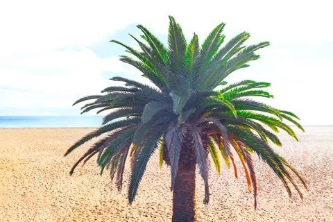 Palm on the sandy beach Stock Photos