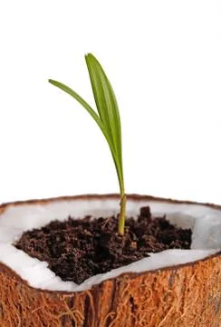 Palm sapling Stock Photos