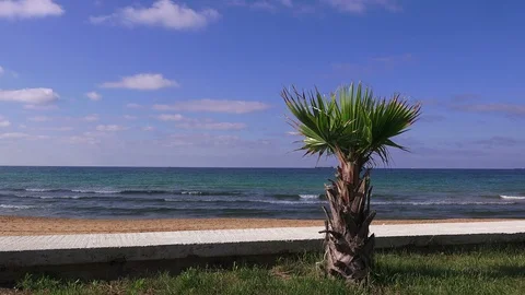 Palm on the sea beach Stock Footage 95815580