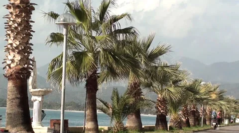 Palm Sea front Stock Footage 34696372