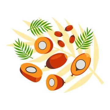 Palm seed and leaves elements abstract vector design background Stock Illustration