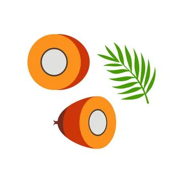 Palm seed half and leaf vector illustration isolated on white background Illustrazione stock
