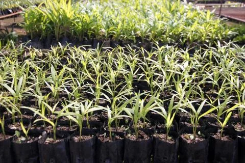 Palm seedlings. Stock-Fotos
