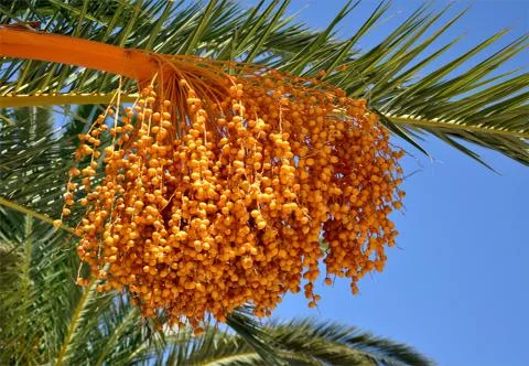 Palm seeds Stock Photos