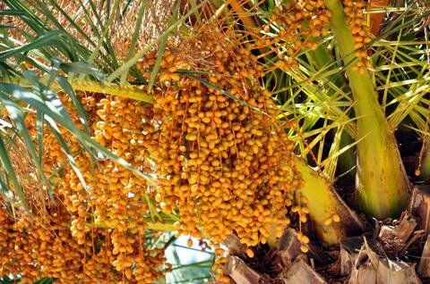 Palm seeds Stock Photos