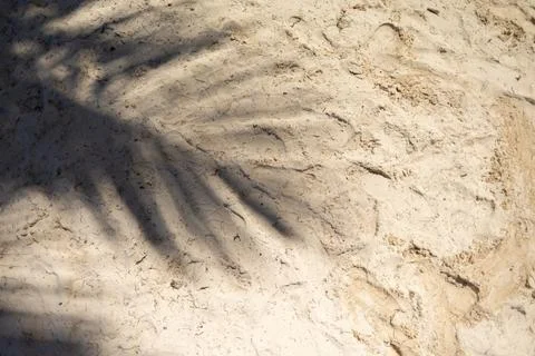 Palm shade creates a tranquil pattern on the sandy beach during a bright sunny Stock Photos