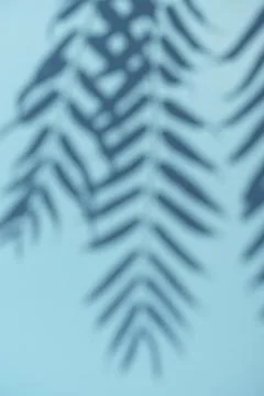 Palm shadow on an empty blue light wall. Tropical sunny background for Stock Photos