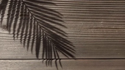 Palm shadow Vidéo 126535317