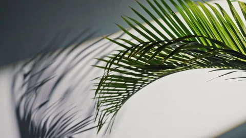Palm Shadow leaf in the afternoon Stock Footage 274689887