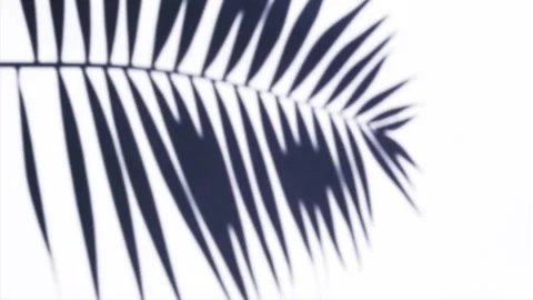 Palm Shadow Overlay Video stock 143079634