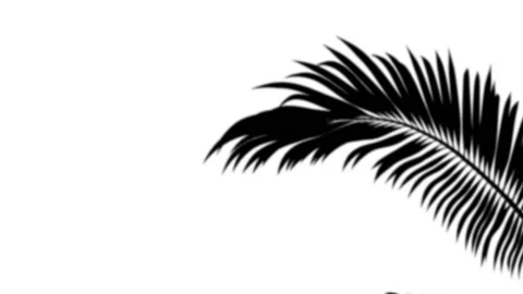 Palm shadow Overlay Stock Footage 231353977