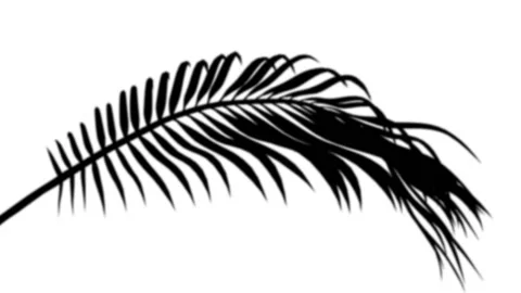 Palm shadow Overlay Stock Footage 231354416