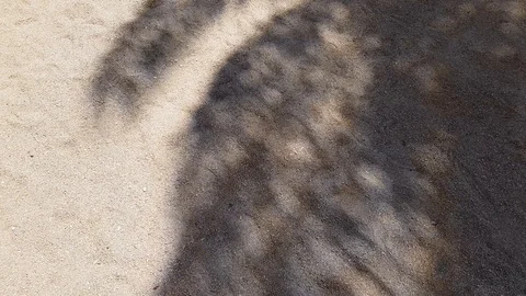 Palm shadow in the sand 스톡 동영상 107866236