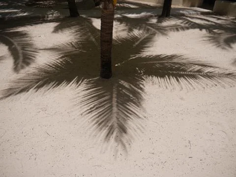 Palm shadow sand Stock Photos