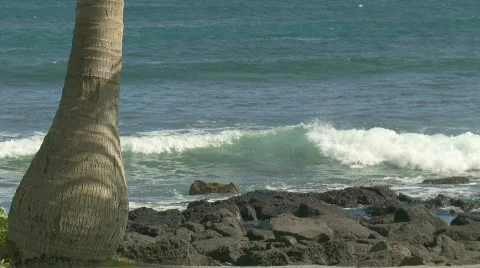 Palm shadow shore Stock Footage 769398