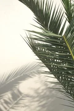 Palm shadow on white wall Stock-Fotos