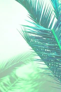 Palm shadow on white wall Stock Photos