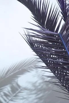 Palm shadow on white wall Stock Photos