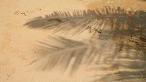Palm Shadows Moving Across Sandy Beach Vídeos de archivo 337969606